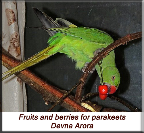 Devna Arora - Feeding parakeets in captivity